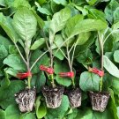 Fresh Tuolubamu Egg Rootstock Seeds High Graft Survival Vigorous Grower Robust