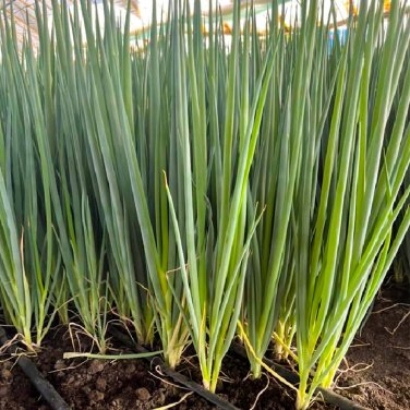 Fresh Four Season Scallion Seeds Perennial Bunching OnionContinuous Harvest