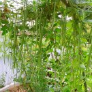 Fresh Yuyan Zaoguan Cowpea Seeds