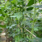 Fresh Fengchan 168 Yardlong Bean Seeds High Pod Setting Rate Nutrient Rich