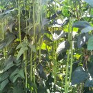 Fresh Zhangtang King Yardlong Bean Seeds 80 100cm Pods