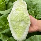 Fresh Jiaoyan Guifei Baby Cabbage Seeds Compact Head Tender Sweet Taste