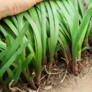 Fresh Shandong Traditional Red Root Leek Seeds Rich in Anthocyanins High Beginners