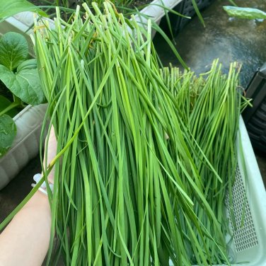 Fresh Fine Leaf Snow Leek Seeds Cold Hardy Snow Leek with Upright Growth