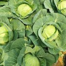 Fresh Apple Cabbage Seeds Early Sweet Non GMO Compact Round Heads Reliable Yield
