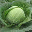 Fresh Cuixiaoluo Round Cabbage Seeds Compact s Commercial Cultivation
