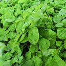 Fresh Alishan White Amaranth Seeds Tender Low Fiber Leaves Fast Growing Heat