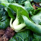 Fresh Snowdrop No. 1 Milk Cabbage Seeds