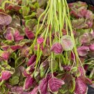 Fresh Red Green Round leaf Amaranth Seeds