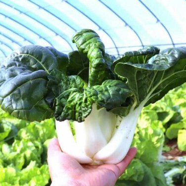 Fresh Fresh Sweet Bok Choy Seeds Uniform Growth