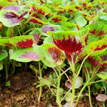 Fresh Red Green Round leaf Amaranth Seeds Tender Leaves Bolt Resistant Vegetable