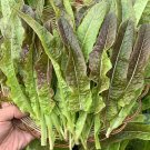 Fresh Purple Youmai Cai Seeds Rich in Anthocyanins Salads and Stir Fries