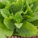 Fresh Spearmint Seeds Vigorous Perennial Spearmint Herb Heat Tolerant