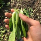 Fresh Tingmei No.1 Baby Bok Choy Seeds Nutrient Rich Crisp Succulent Variety