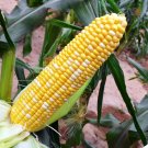 Fresh Etianyu No.3 Corn Seeds Bicolor Super Sweet Non GMO Fruit Corn