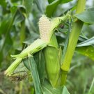 Fresh Milk Fruit Sweet Corn Seeds Juicy and Sweet Reing Taste High Sugar Content