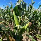 Fresh Huangnuo 589 Waxy Corn Seeds Early Maturing Sweet and Sticky IdealHome