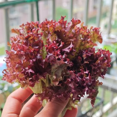 Fresh Jinghong 1 Loose leaf Lettuce Seeds Easy to Manage Ideal and Tasty Salads