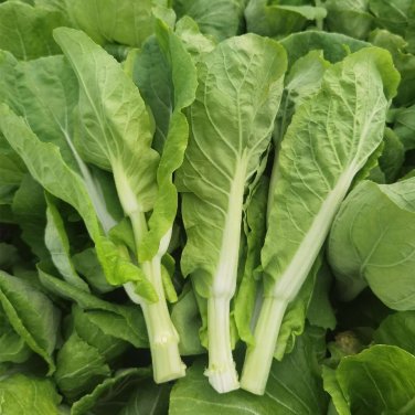 Fresh Tender Sprout No.3 Choy Sum Seeds Early Maturing High Yield Variety