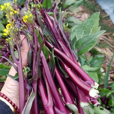 Fresh Bright Red 65 Flowering Stalk Seeds Medium Bright Purple Successive Harvest