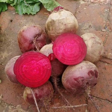 Fresh Beetroot Seeds Globular with Smooth Skin Vibrant Red Flesh Processing
