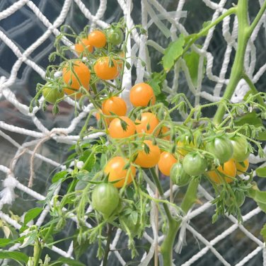 Fresh Mille Fleurs Tomato Seeds No Green Shoulders Excellent IdealFresh Snacking