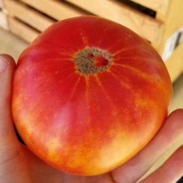 Fresh Northern Lights Tomato Seeds Outstanding Ornamental and Edible Value