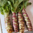 Fresh Xiangsihong Stem Lettuce Seeds | Mid Season High Yield Variety