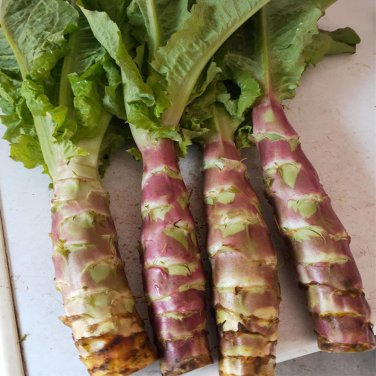 Fresh Xiangsihong Stem Lettuce Seeds | Mid Season High Yield Variety