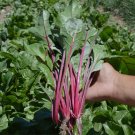 Fresh Red stemmed Spinach Seeds Crisp Sweet Taste High Vitamin Rich in Nutrients