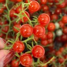 Fresh Red Currant Tomato Seeds High Yielding Sweet Fruit Easy to Grow