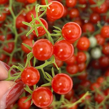Fresh Red Currant Tomato Seeds High Yielding Sweet Fruit Easy to Grow