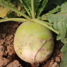 Fresh Beijing Mantanghong Radish Seeds Red Purple Flesh Eating Pickling