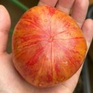 Fresh Vintage Wine Tomato Seeds A Fruit Flavored Tomato Perfect for Gourmet Salads