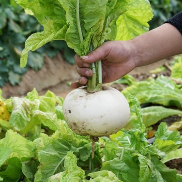 Fresh Crystal clear White Radish Seeds ing Pure White Flesh Sweet Crisp