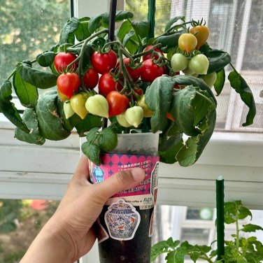 Fresh Evita Mini Potted Tomato Seeds Heart Fruit High Yield Pots