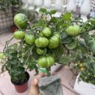 Fresh Eden Micro Tiny No.4 Tomato Seeds