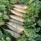 Fresh Guangliang No.22 Radish Seeds Cylindrical White Early Maturing Variety