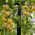 Fresh White Princess F1 Tomato Seeds Consistent Flavor Effortless to Cultivate