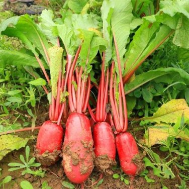 Fresh Guanhong No.3 Radish Seeds Short Cylindrical Red Skin White Flesh Widely