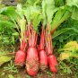 Fresh Guanhong No.3 Radish Seeds Short Cylindrical Red Skin White Flesh Widely