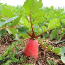 Fresh Jinghong 30 Radish Seeds F1 Hybrid Long Cylindrical Root CrispFlesh