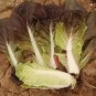 Fresh Purple leaf Quick growing Bok Choy Seeds Heat Crisp Texture Rich in Anthocyanins