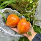 Fresh Eden s No. 6 Tomato Seeds Produces Heart Shaped Orange Red Striped Fruit