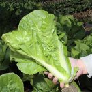 Fresh Fushi Chinese Cabbage Seeds F1 Hybrid Winter Greenhouse Multi Season