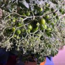 Fresh Mini Shadow Stripe Tomato Seeds Edible Bicolor Fruit Best Tasting Dwarf