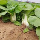 Fresh Huanghe 437 Bok Choy Seeds | Premium Fast Growing Tender White Stem Variety