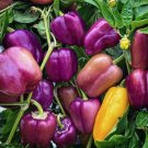 Fresh Violgo Sweet Pepper Seeds Thick Fleshed Juicy and Sweet Variety