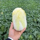 Fresh Huanai Baby Pak Choy Seeds High Early Harvest Spring Greenhouse