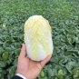 Fresh Huanai Baby Pak Choy Seeds High Early Harvest Spring Greenhouse